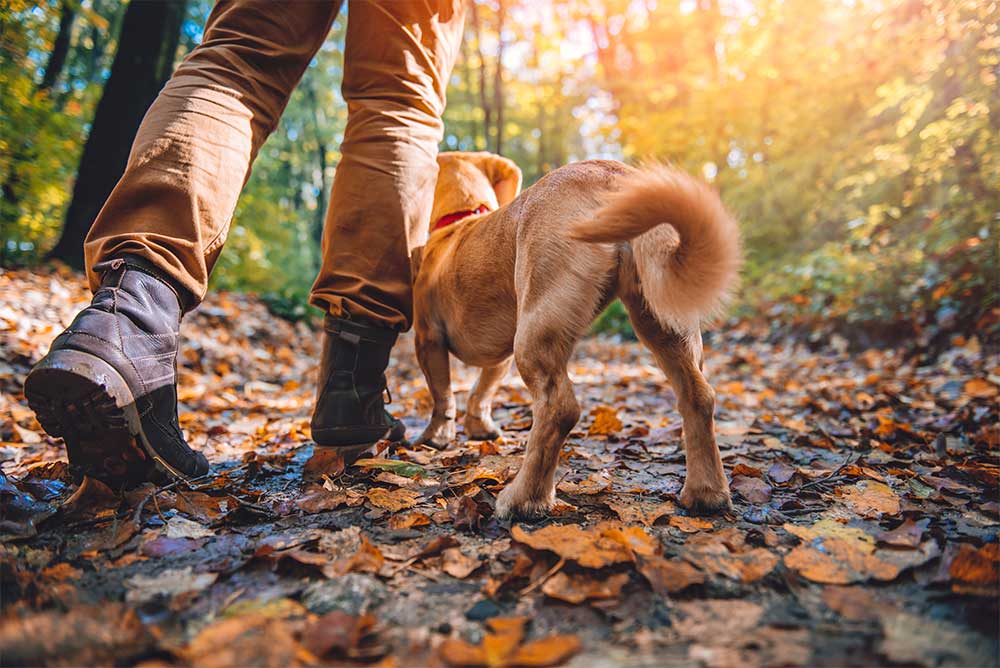 pet friendly lodging hotels cabins near new river gorge national park west virginia west virginia brown dog hiking with his owner wearing a pair of brown pants and brown hiking boots in the fall on a trail with colorful leaves and trees all around